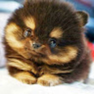 Meet your Posher, Tracey